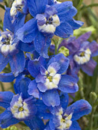 Delphinium grandiflorum 'Summer Cloud'